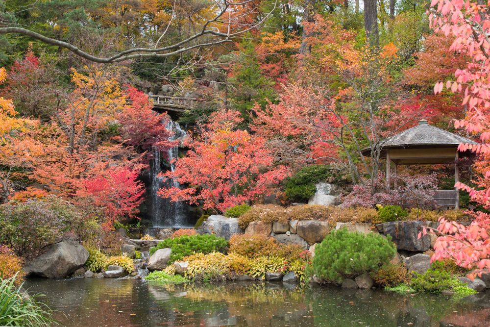 Beautiful flora of Anderson Japanese Gardens