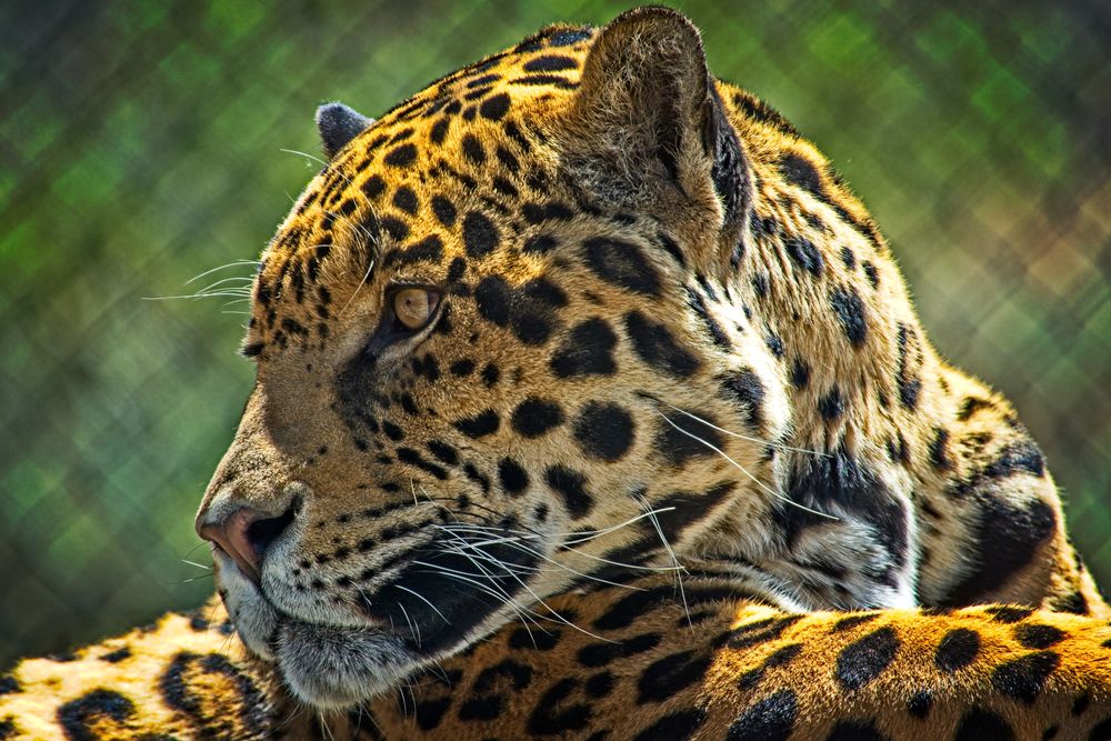 Fierce Jaguar at Animal Ark