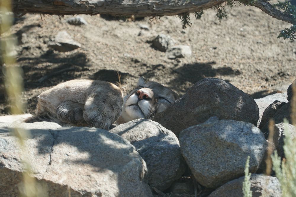 Mountain Lion resting peacefully at Animal Ark
