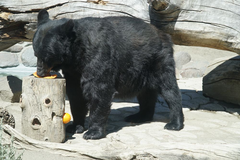 Black bear eating fruits at Animal Ark