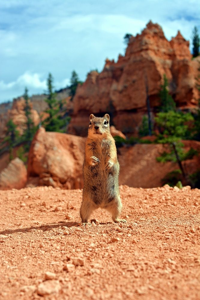 Squirrel standing on its legs at Bryce Canyon