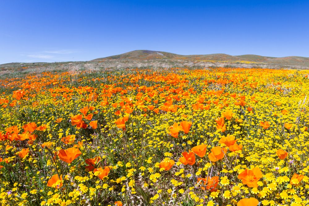 View of flowers at Antelope Valley California Poppy Reserve