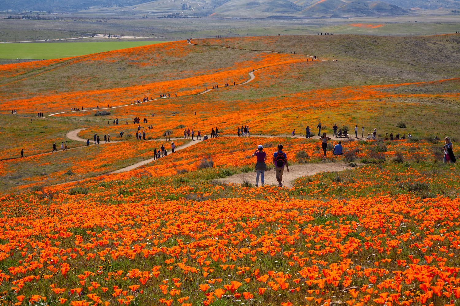People at Antelope Valley California Poppy Reserve