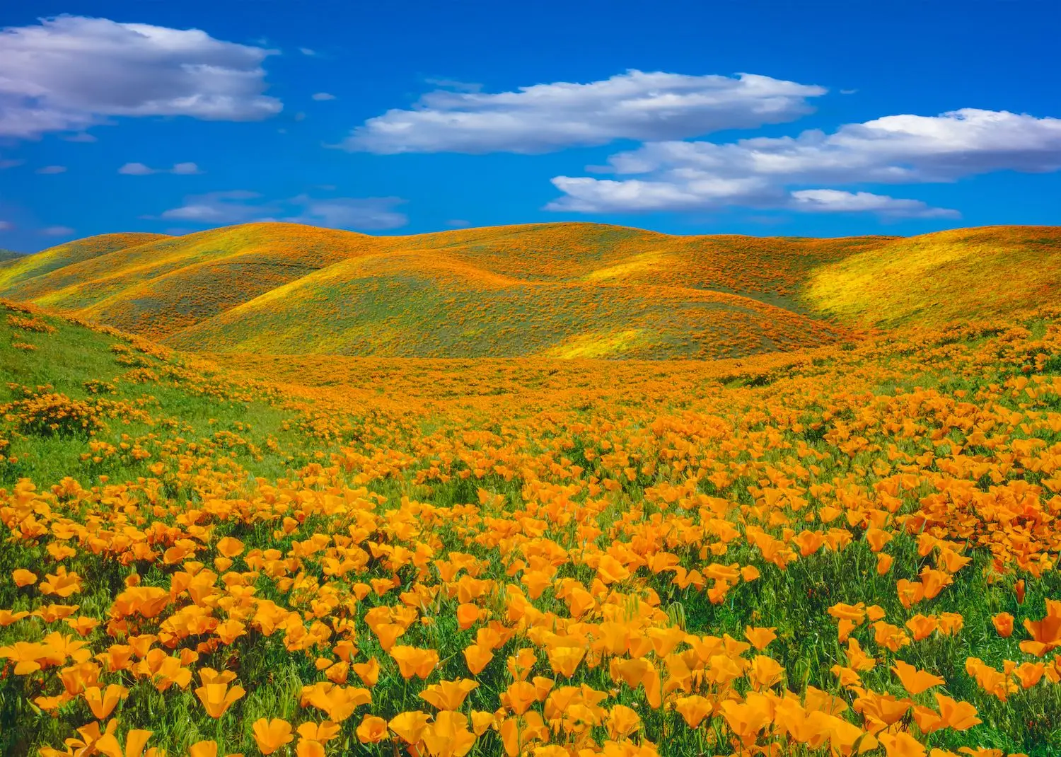15 Best Things to Do in Antelope Valley, CA