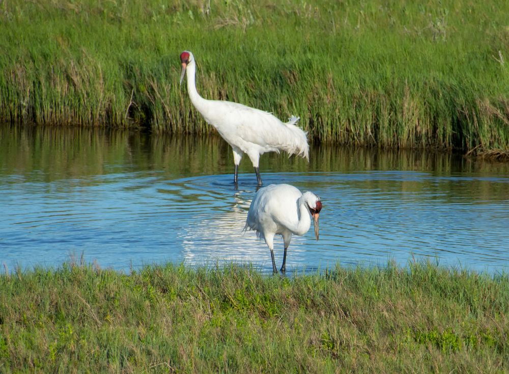 Cranes at Aransas National Wildlife Refuge