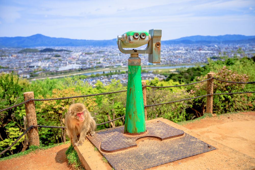 Arashiyama Monkey Park Iwatayama