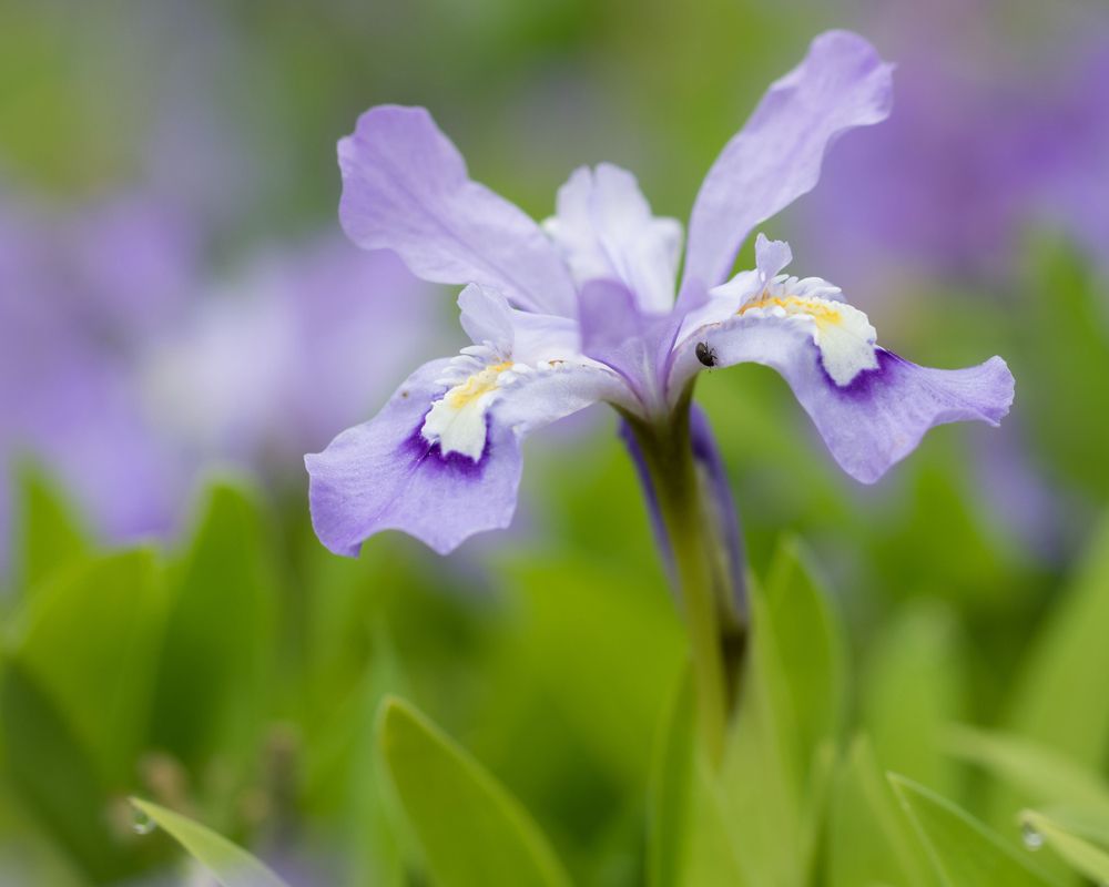 A flower at the Arboretum at Penn State