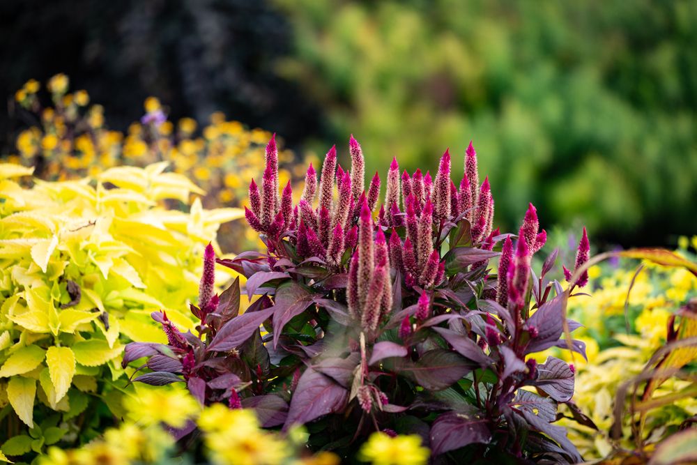 Flora at Lexington Arboretum