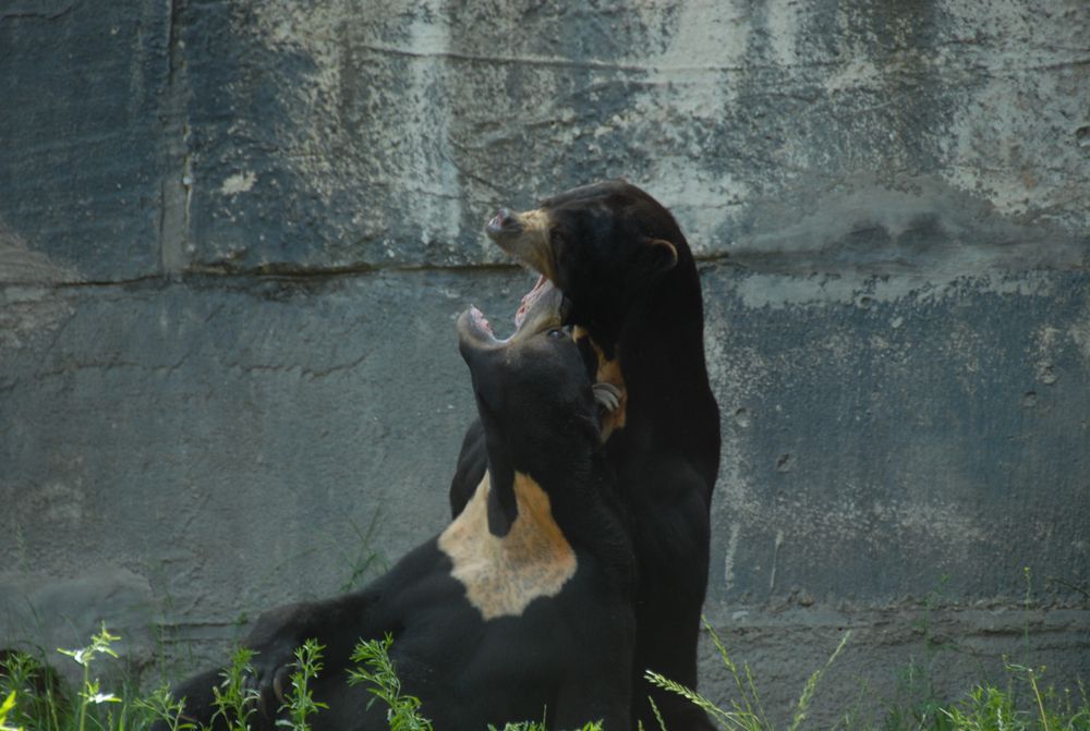 Bears at Arkon Zoo