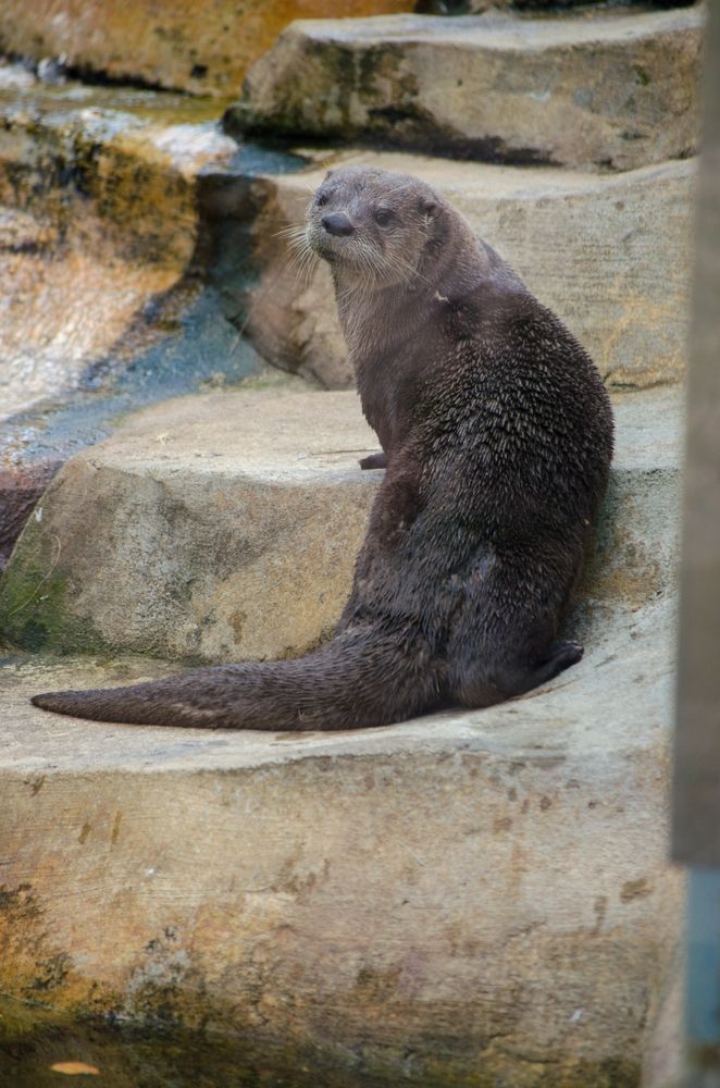 Otter at the Arkon Zoo