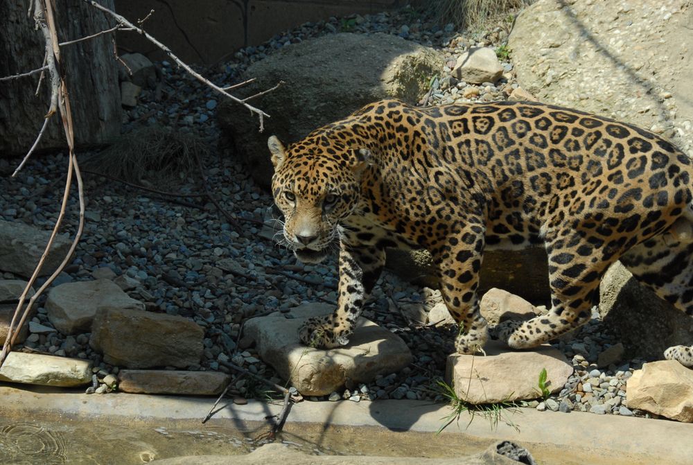 Leopard at Arkon Zoo