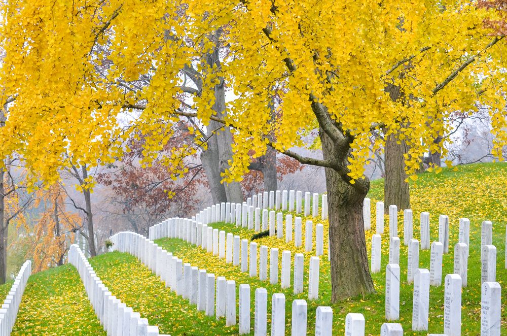Arlington National Cemetery covered with yellow flowers during autumn