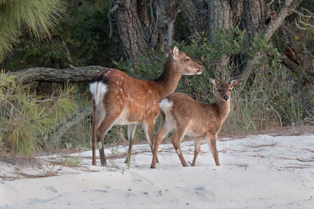 Deer on the sand dunes of Assateague Beach
