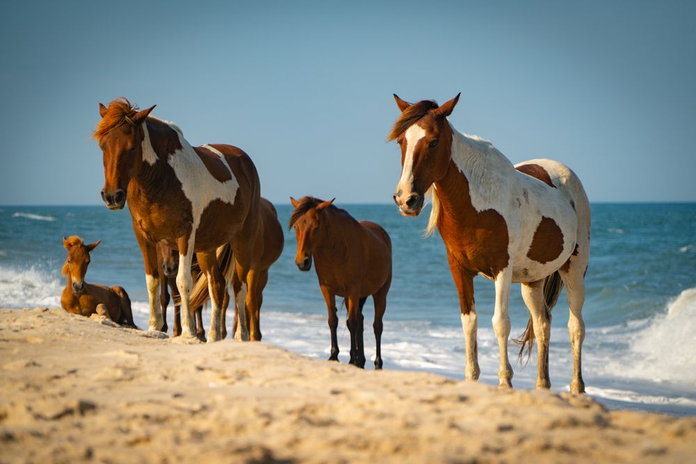 Wild horses on the shores of Assateague Island National Seashore