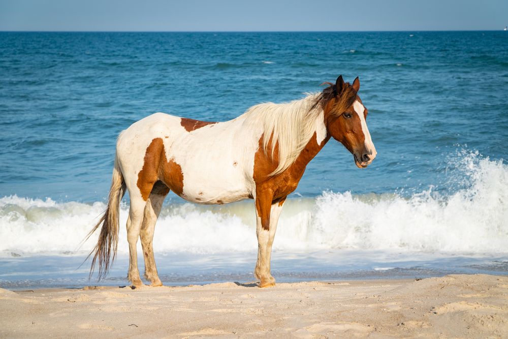 Wild Horse in Assateague beach