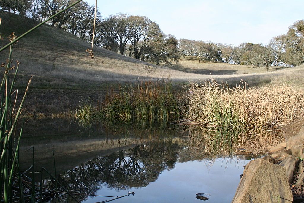 Pond at Augustin Bernal Park