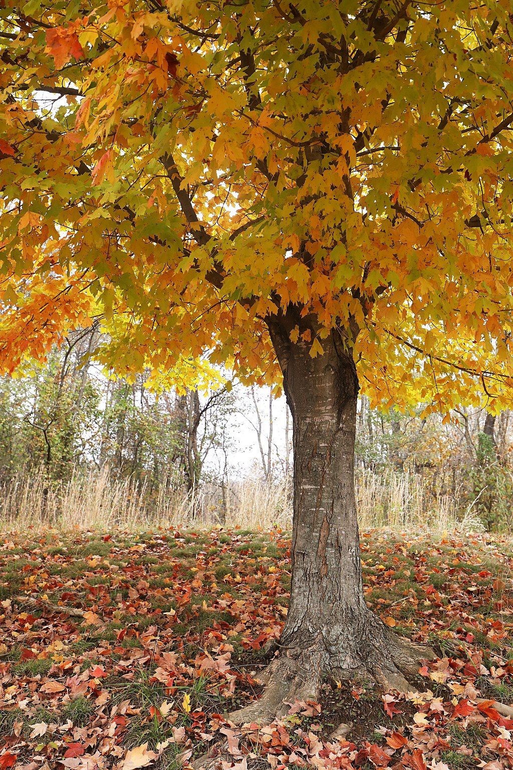 Leeslyvania State Park during autumn.