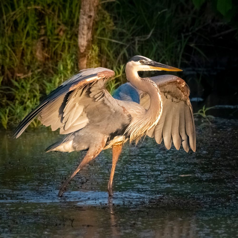 A great blue heron at Osage Park