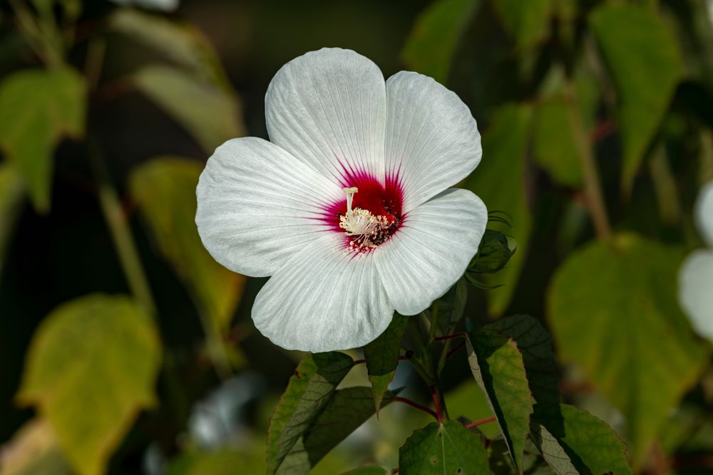 A wild hibiscus flower at Osage Park