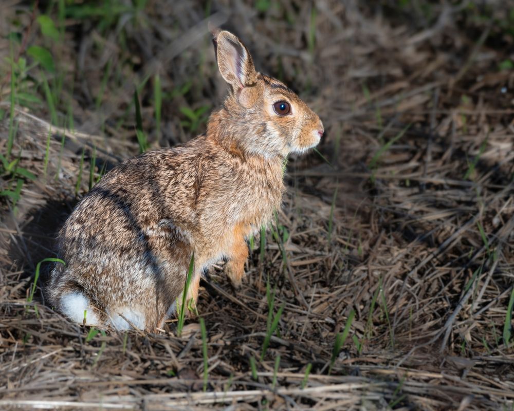 A rabbit at Osage Park