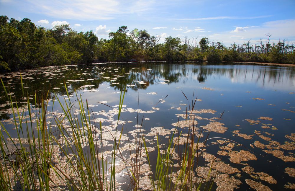 The waters of Blue Hole with visible freshwater film on top