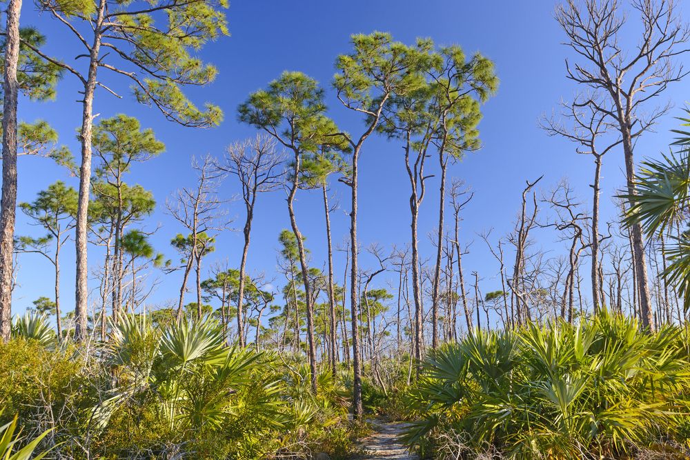 Tall trees framing the Jack Watson Nature Trail