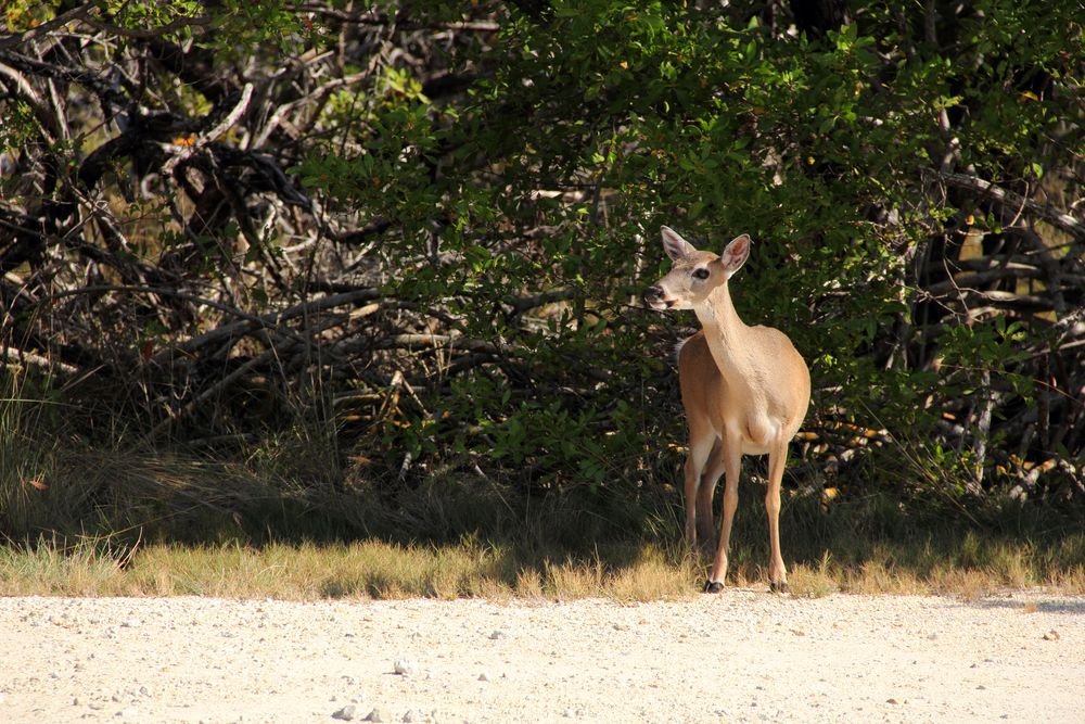 A lone key deer at National Key Deer Refuge