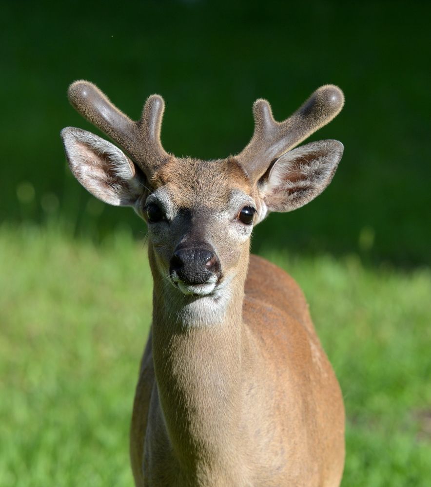 An adorable key deer at National Key Deer Refuge