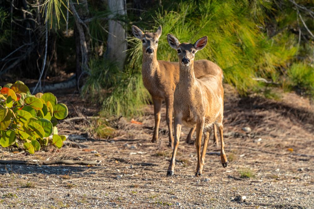 Cute key deers at No Name Key