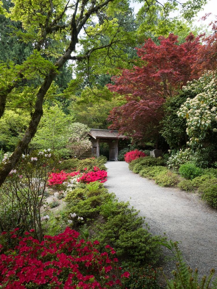 Trail leading to Bellevue Botanical Garden's japanese area