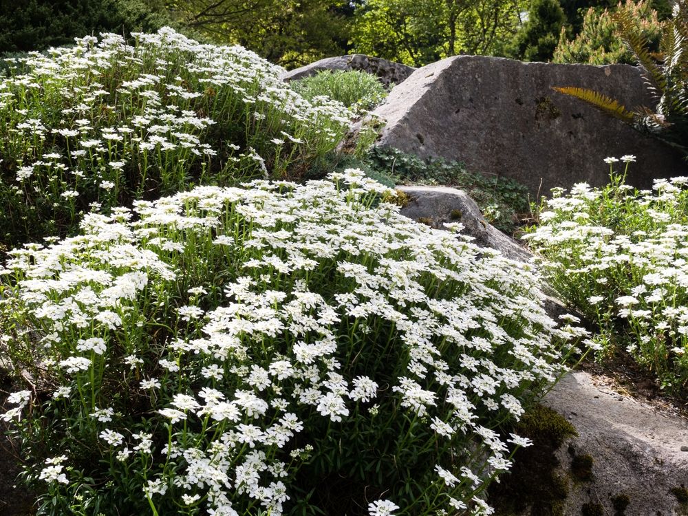 Pretty flowers fully bloomed at Bellevue Botanical Garden