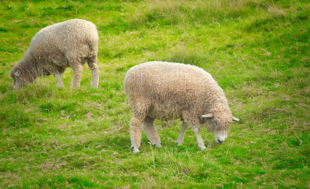 Sheep eating grass at Kelsey Creek Farm
