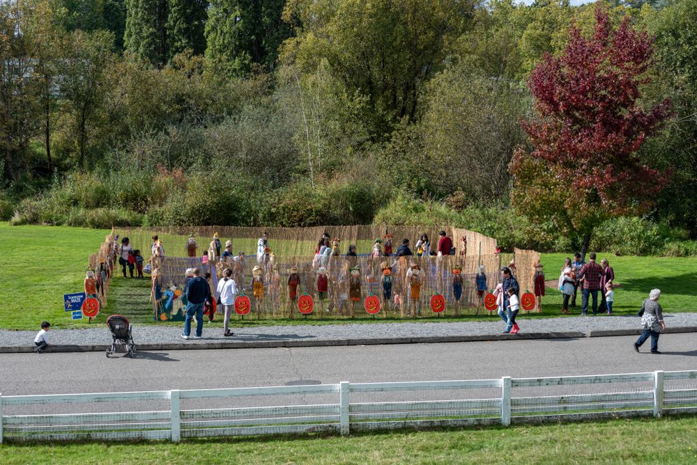 Scarecrow maze at Kelsey Creek Farm