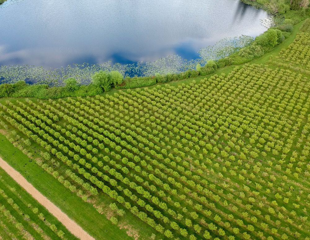 Aerial view of Larsen Lake Blueberry Farm's plantation