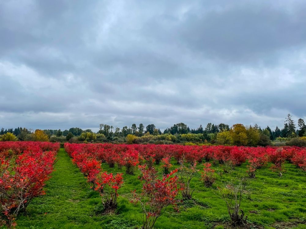 The plants of Larsen Lake Blueberry Farm
