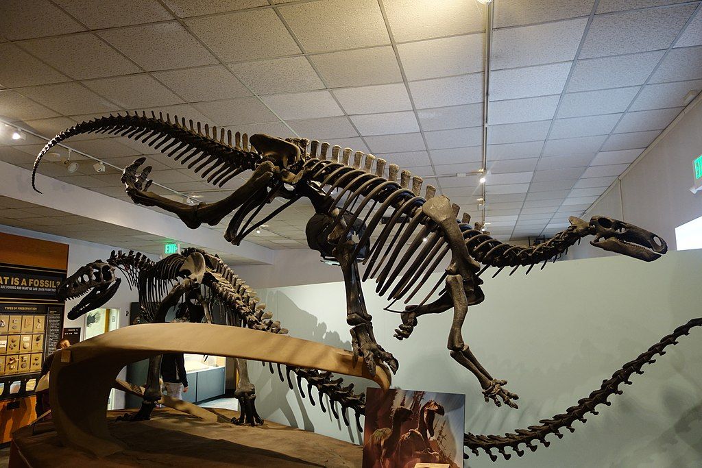Dinosaur skeleton exhibit in BYU Museum of Paleontology