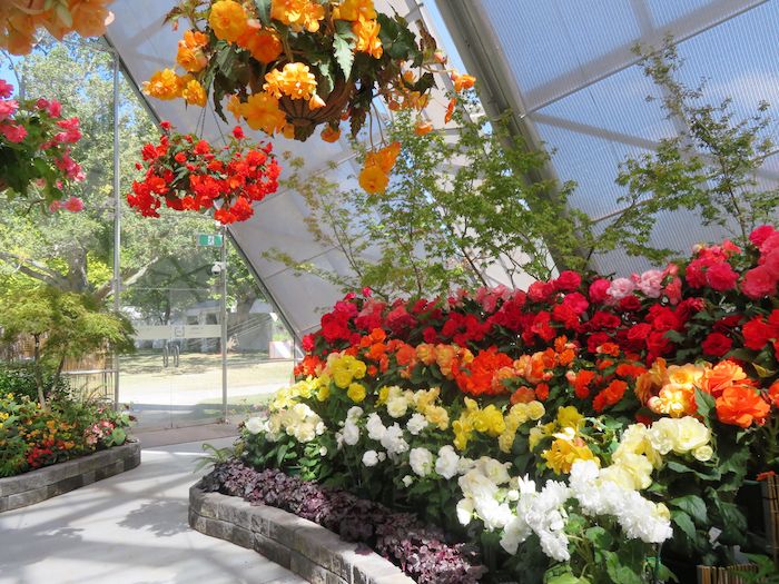 Ballarat Begonia Festival