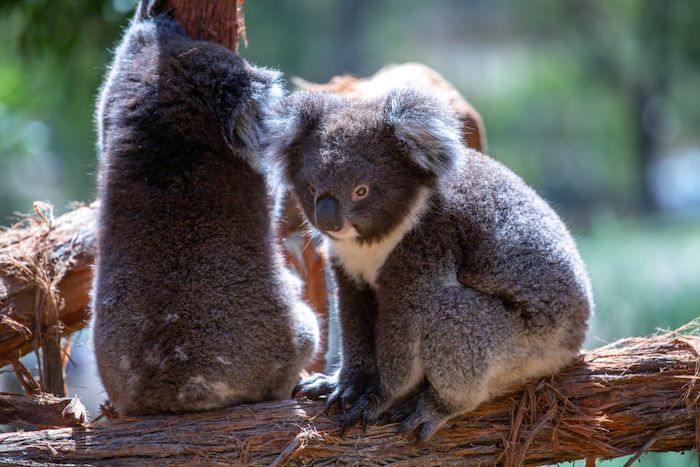 Ballarat Wildlife Park