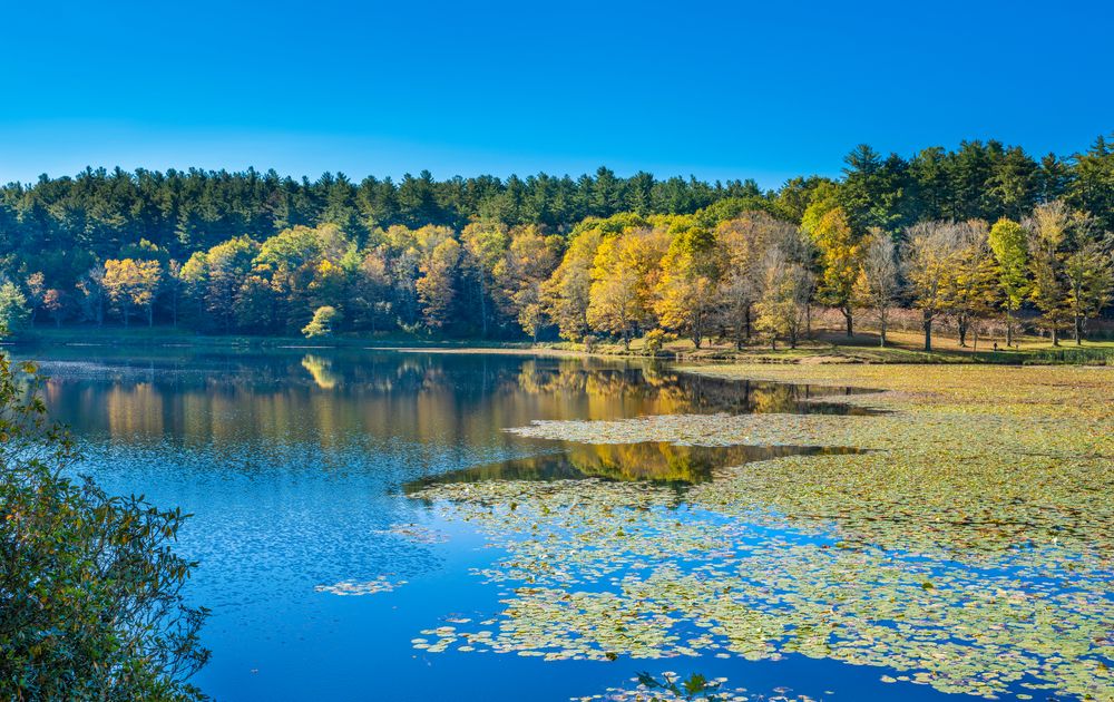 The still waters of Bass Lake