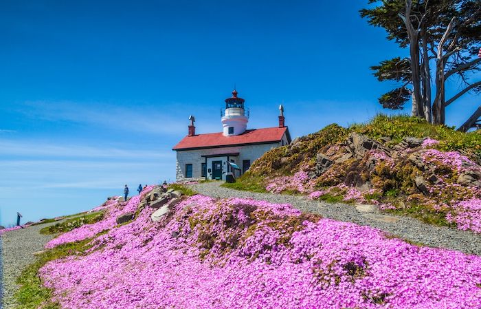 Pathway covered with beautiful purple flowers leading to the Battery Point Lighthouse