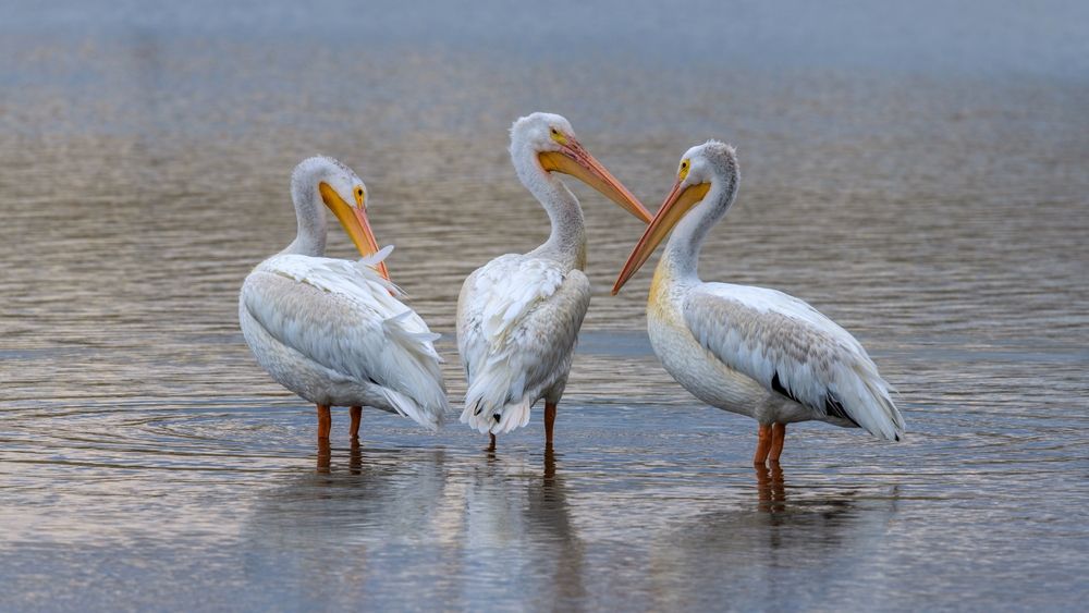 Pelicans at Bear Creek Lake Park