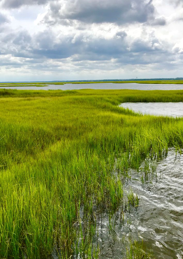 Marsh land in Bear Island