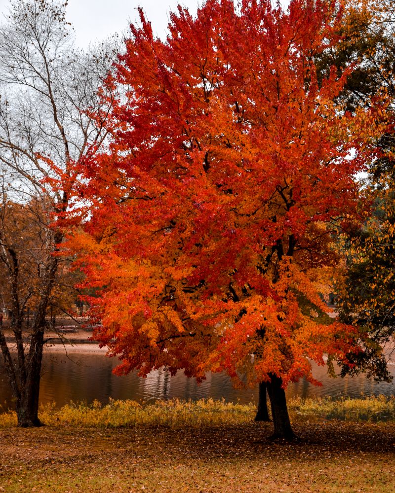 Autumn colored trees at Beaverfork Lake Park
