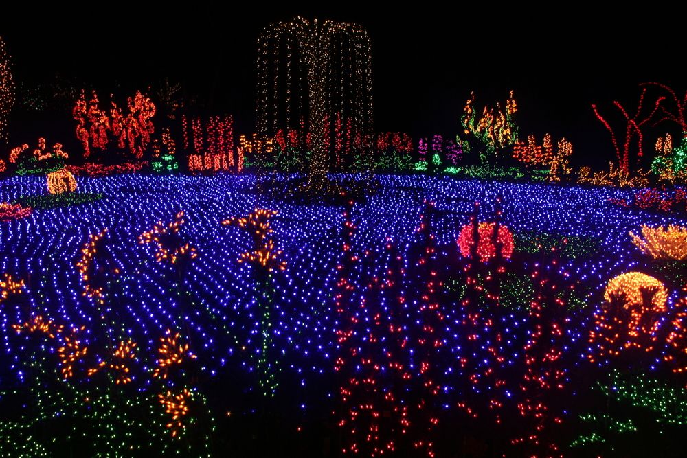 Colorful lights decorating the Bellevue Botanical Garden at night