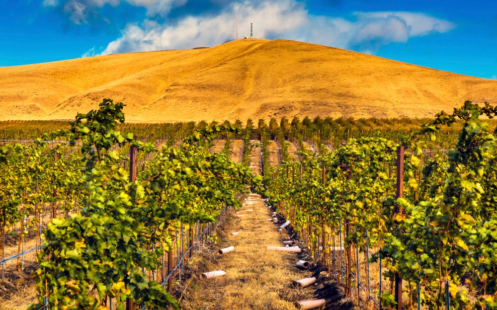 Wineyard at Benton City
