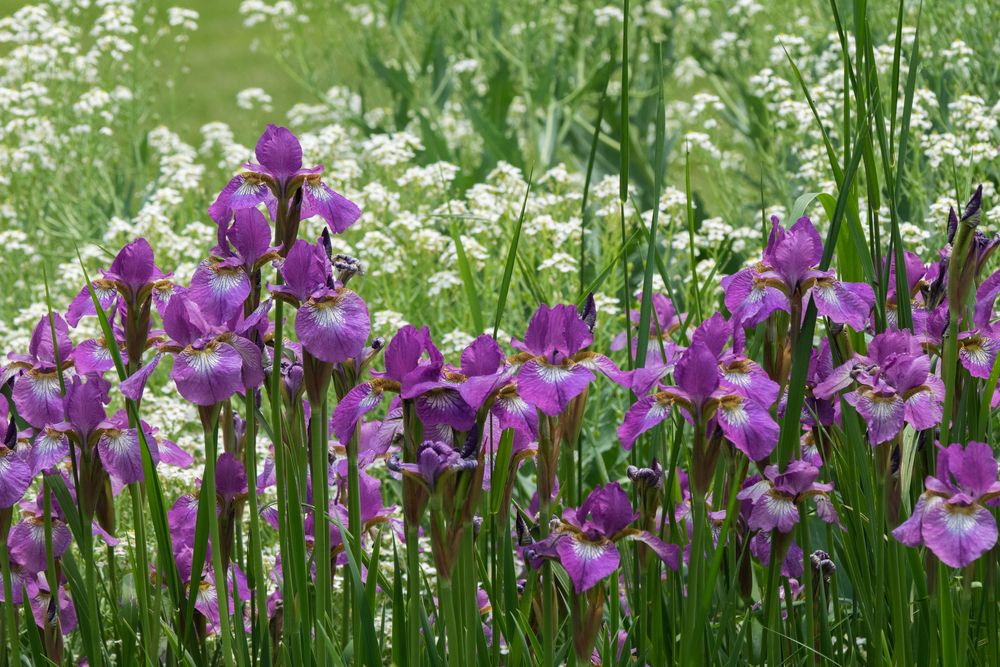 Field of Iris at Berkshire Botanical Garden