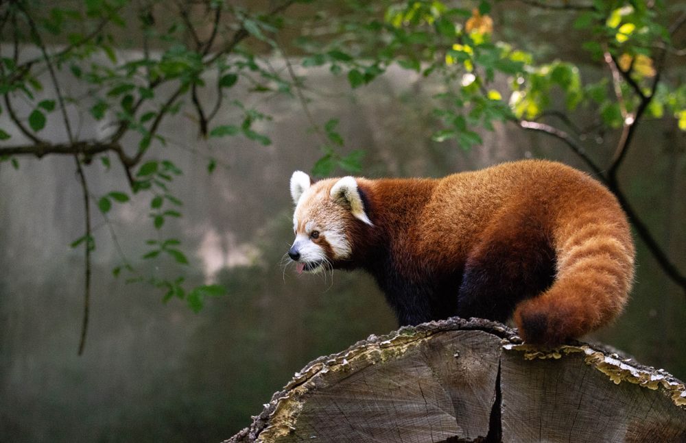 Shot of a red Panda with its tongue out at Binder Park Zoo
