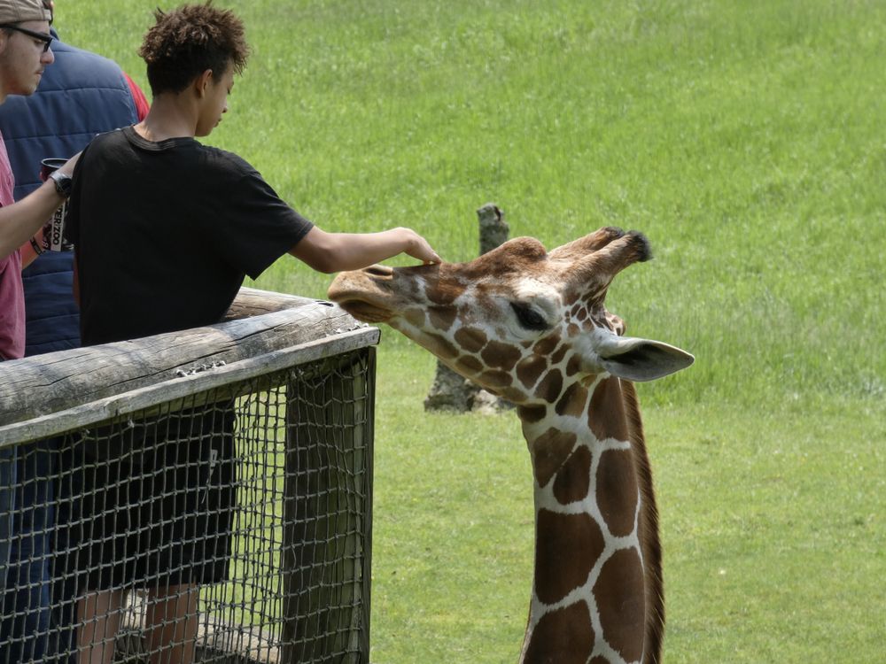 Giraffe at Binder Park Zoo