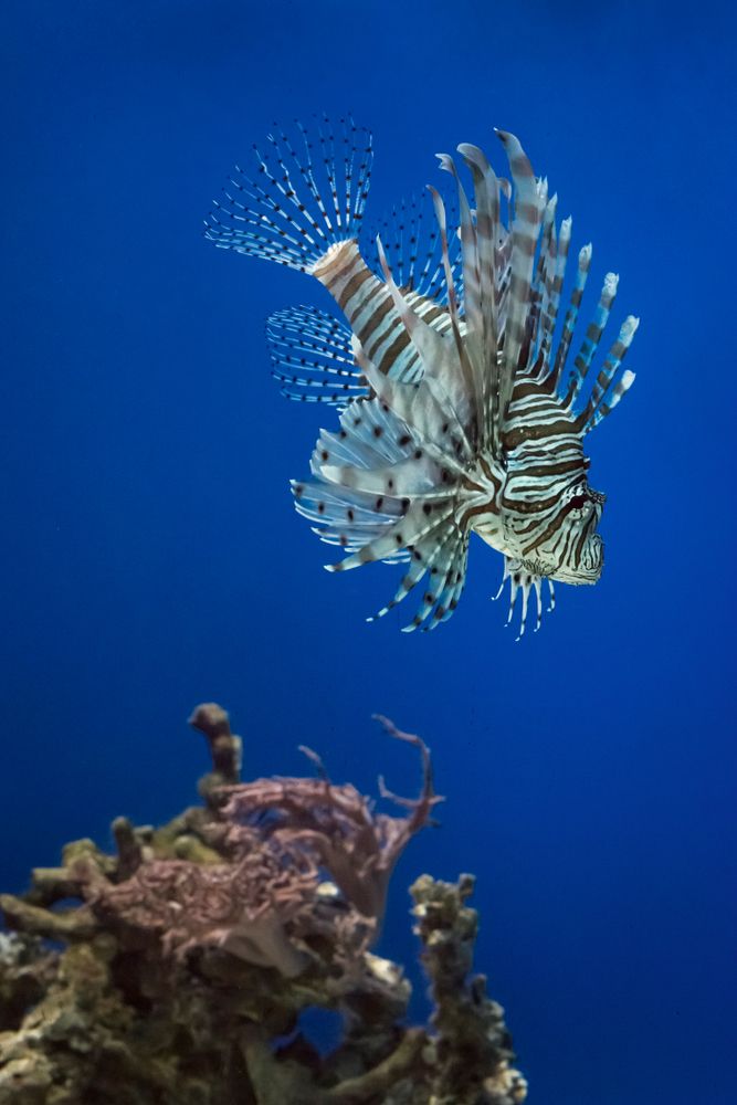 Lion fish at Birch Aquarium