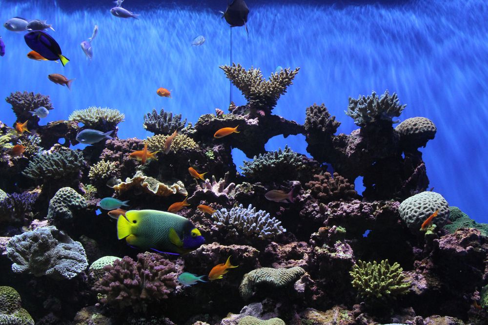 Different varirty of fishes at Birch Aquarium